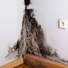 رطوبت و کپک