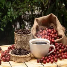 دانه های قهوه از کجا می آیند؟