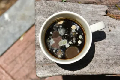 کپک های قهوه