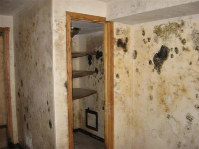 رطوبت و کپک